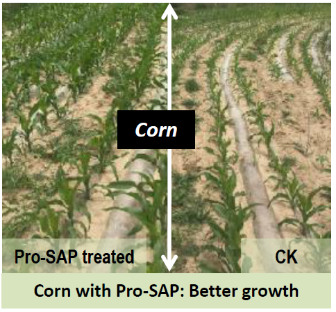 Super Absorbent Polymer Pro-SAP application in corn